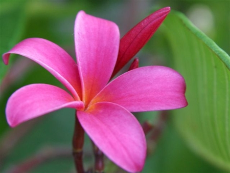samoan flower